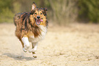 running Australian-Shepherd-Mongrel