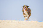 running Australian-Shepherd-Mongrel