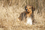 lying Australian-Shepherd-Mongrel