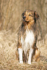 sitting Australian-Shepherd-Mongrel