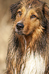 Australian-Shepherd-Mongrel Portrait