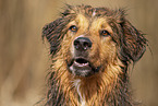 Australian-Shepherd-Mongrel Portrait