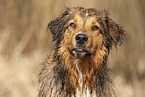 Australian-Shepherd-Mongrel Portrait