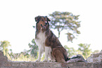 sitting Australian-Shepherd-Mongrel