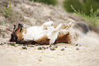 Australian-Shepherd-Mongrel wallowing in sand