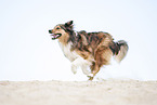 running Australian-Shepherd-Mongrel
