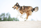 running Australian-Shepherd-Mongrel