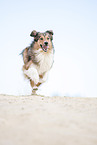 running Australian-Shepherd-Mongrel