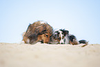 Australian-Shepherd-Mongrel and Miniature Australian Shepherd