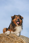 lying Australian-Shepherd-Mongrel