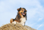 lying Australian-Shepherd-Mongrel