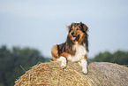 lying Australian-Shepherd-Mongrel