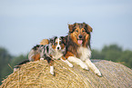 Australian-Shepherd-Mongrel and Miniature Australian Shepherd