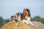 Australian-Shepherd-Mongrel and Miniature Australian Shepherd