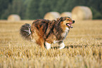 running Australian-Shepherd-Mongrel