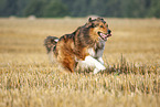 running Australian-Shepherd-Mongrel