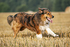 running Australian-Shepherd-Mongrel