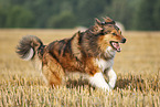 running Australian-Shepherd-Mongrel