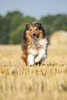 running Australian-Shepherd-Mongrel