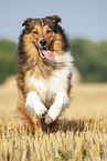 running Australian-Shepherd-Mongrel