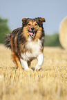 running Australian-Shepherd-Mongrel