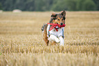 running Australian-Shepherd-Mongrel