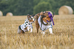 Australian-Shepherd-Mongrel and Miniature Australian Shepherd