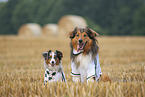 Australian-Shepherd-Mongrel and Miniature Australian Shepherd