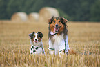 Australian-Shepherd-Mongrel and Miniature Australian Shepherd