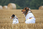 Australian-Shepherd-Mongrel and Miniature Australian Shepherd