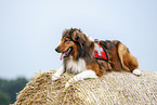 lying Australian-Shepherd-Mongrel