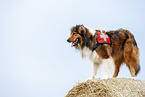 standing Australian-Shepherd-Mongrel