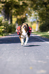 Hiking with dog