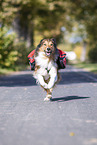 Hiking with dog