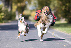 Australian-Shepherd-Mongrel and Miniature Australian Shepherd