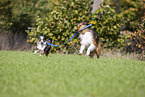 Australian-Shepherd-Mongrel and Miniature Australian Shepherd