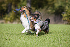 Australian-Shepherd-Mongrel and Miniature Australian Shepherd