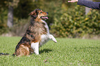 sitting Australian-Shepherd-Mongrel