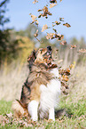 sitting Australian-Shepherd-Mongrel
