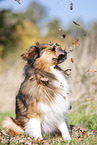 sitting Australian-Shepherd-Mongrel