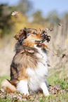 sitting Australian-Shepherd-Mongrel