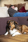 Australian-Shepherd-Mongrel