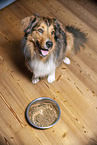 Dog in front of food bowl