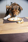 Dog steals food from table