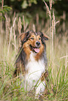 Australian-Shepherd-Mongrel