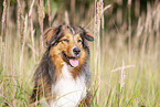 Australian-Shepherd-Mongrel Portrait