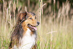 Australian-Shepherd-Mongrel Portrait