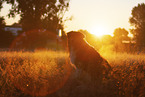 sitting Australian-Shepherd-Mongrel