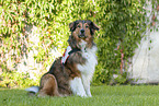 sitting Australian-Shepherd-Mongrel