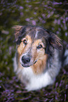 Australian-Shepherd-Mongrel in the heather